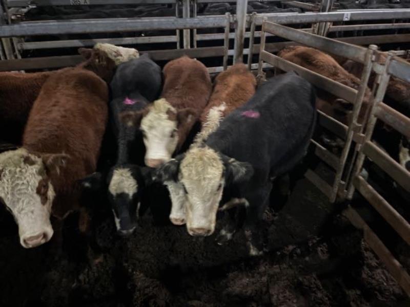 Pen S Angus X Hereford Weaner Steers Kg Total Weight