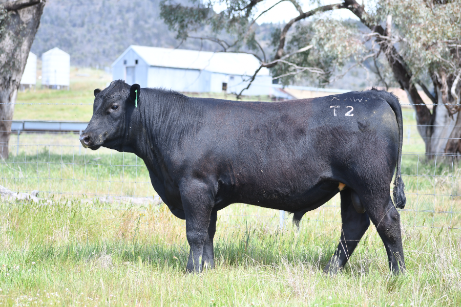 Avalon Angus T Auctionsplus