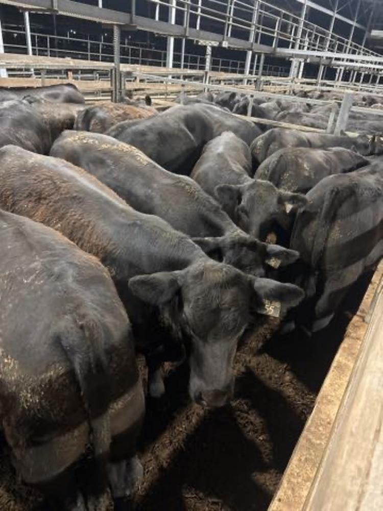 Pen N Angus X Angus Weaner Steers Kg Total Weight Kg