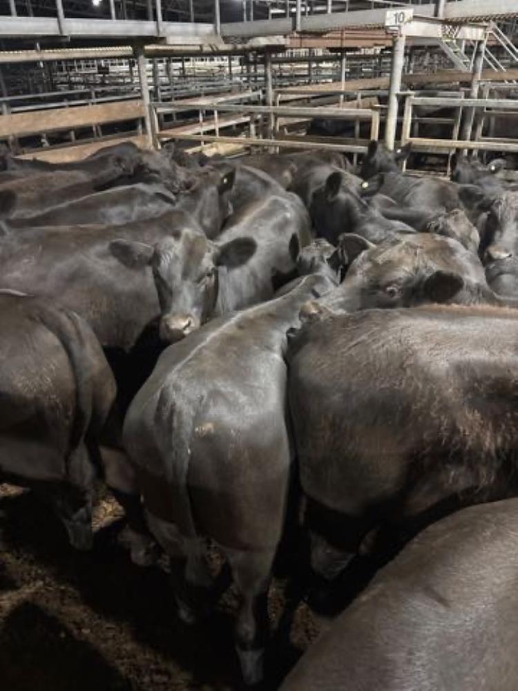 Pen 10 N 27 Angus X Angus Weaner Steers 358 70kg Total Weight