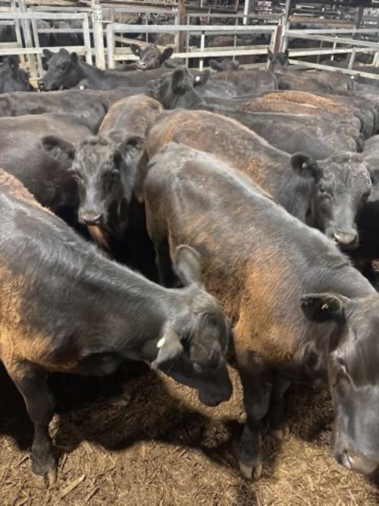 Pen 62 N 30 Angus X Angus Weaner Steers 298kg Total Weight 8940kg