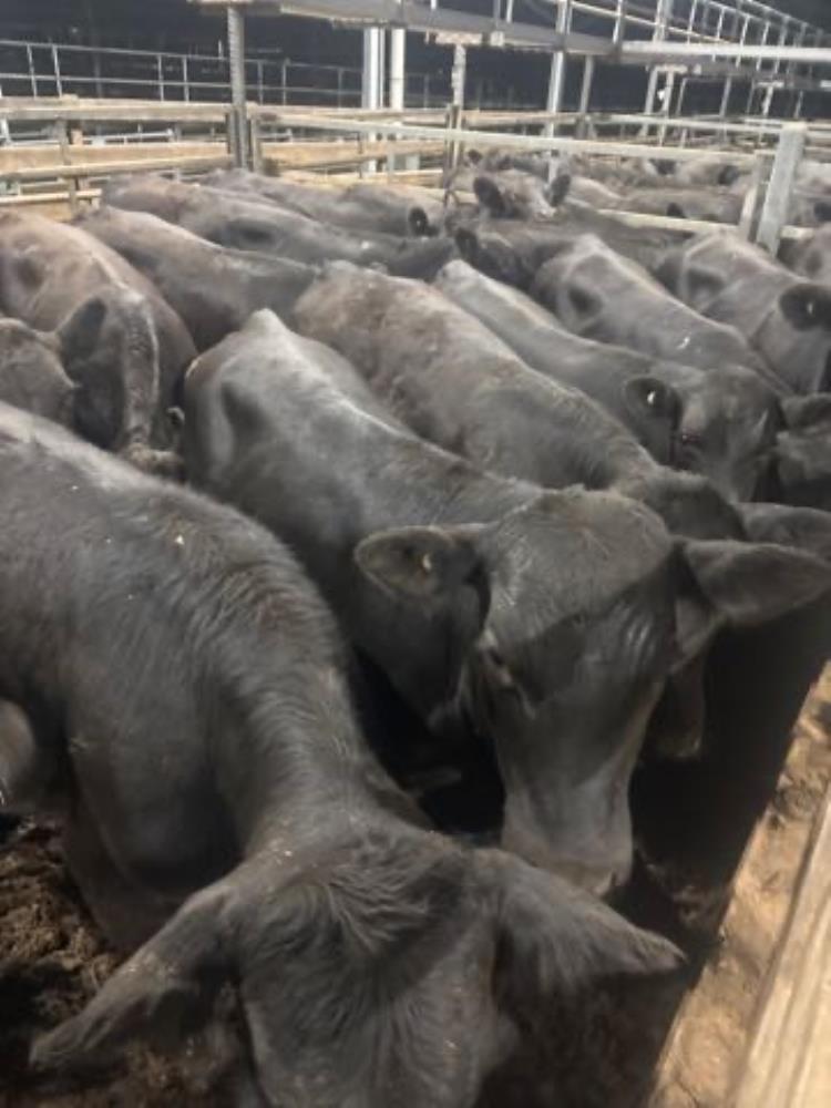 Pen 6 N 21 Angus X Angus Weaner Steers 384 80kg Total Weight 8080kg