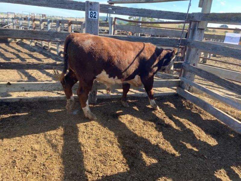 Pen 78 N 1 Hereford Weaner Steers 330kg Total Weight 330kg