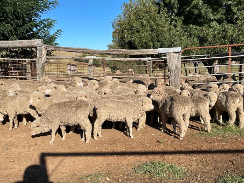 Lot Mixed Sex Lambs Auctionsplus