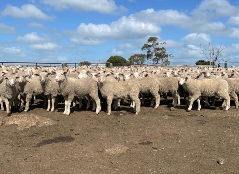 Lot Mixed Sex Lambs Auctionsplus