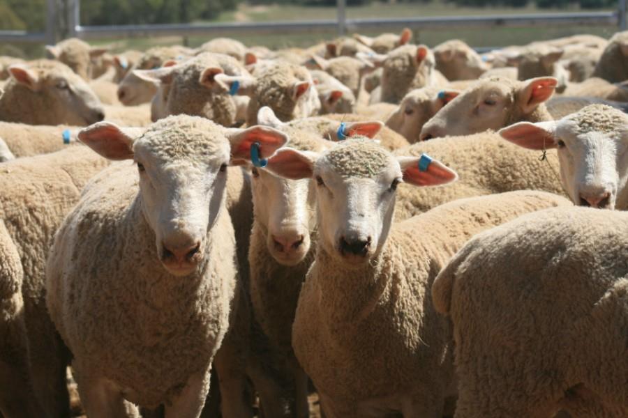 Lot Mixed Sex Store Lambs AuctionsPlus