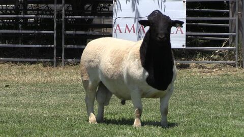 198410- Rio’s Legacy Charity Auction Ram