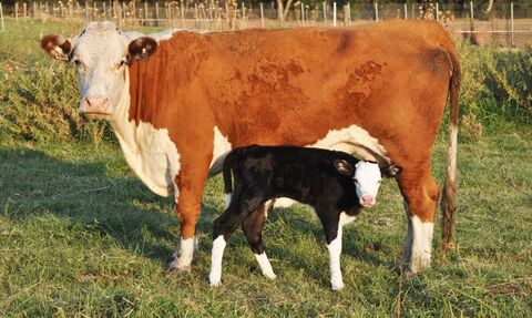 Stud Cattle 001