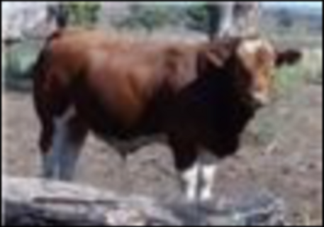 37 Station Mated Cows & 37 Calves