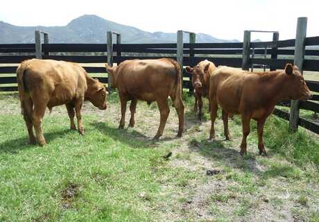 82 Station Mated Cows & 82 Calves