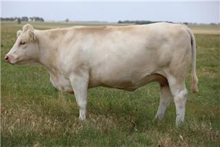 MOUNT WILLIAM MILANO (R/F)