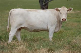 MOUNT WILLIAM MADDI (P)