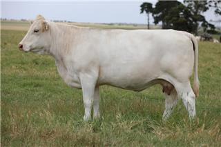 MOUNT WILLIAM KIAMA K34 (P)