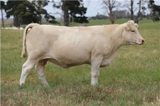 MOUNT WILLIAM MINI GUN (R/F)