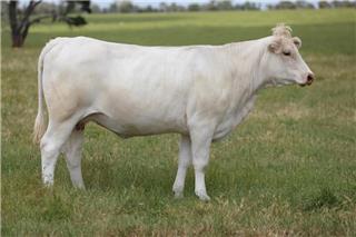 MOUNT WILLIAM NATASHA N39E (P)