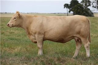 MOUNT WILLIAM MIFFANY (P) (R/F)