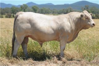 MOUNT WILLIAM QUOTA Q59E