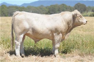 MOUNT WILLIAM QUITAR (P)