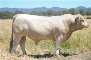 MOUNT WILLIAM QUADRUPLE (P)