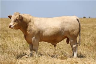 MOUNT WILLIAM QUARRY Q25E (R/F)