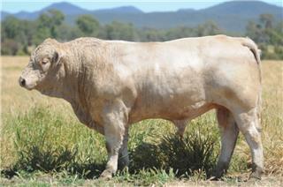 MOUNT WILLIAM QUANTIFY (P)