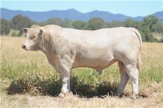 MOUNT WILLIAM QAIS (P)