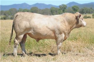 MOUNT WILLIAM QAYAHAUN