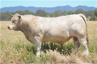 MOUNT WILLIAM QUADRANGLE