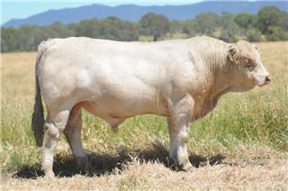 MOUNT WILLIAM QANTRO (P)