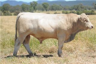 MOUNT WILLIAM QUOL (P)