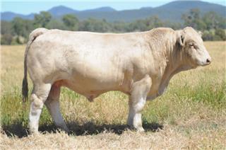 MOUNT WILLIAM QUADRELLA Q112E (P)