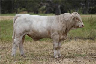 MOUNT WILLIAM QUICKSILVER Q197E (P)