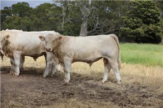 MOUNT WILLIAM QUOL Q204E (P)