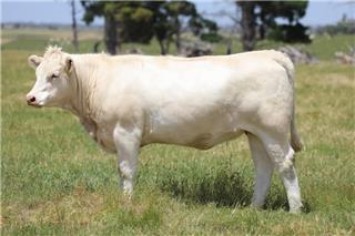 MOUNT WILLIAM QUANTAN (P)