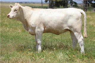 MOUNT WILLIAM QUAZAR