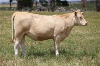 MOUNT WILLIAM QUADDING (R/F)