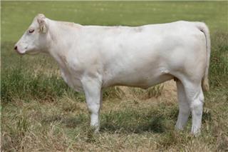 MOUNT WILLIAM QUIBDO (P)