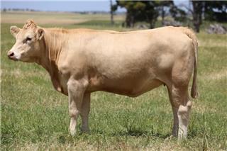 MOUNT WILLIAM QUADRANTES Q191E (P)