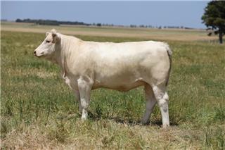 MOUNT WILLIAM QUEEN CHARLOTTE