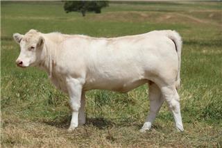 MOUNT WILLIAM QINGDAO (P)