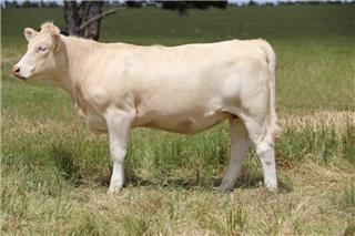 MOUNT WILLIAM QUADRATIC (R/F) (TW)