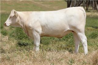 MOUNT WILLIAM Q83 (TW)