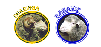 Auction Logo