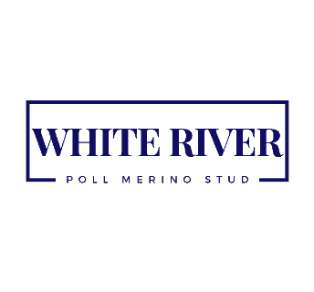 Poll Merino (White River Poll Merinos)