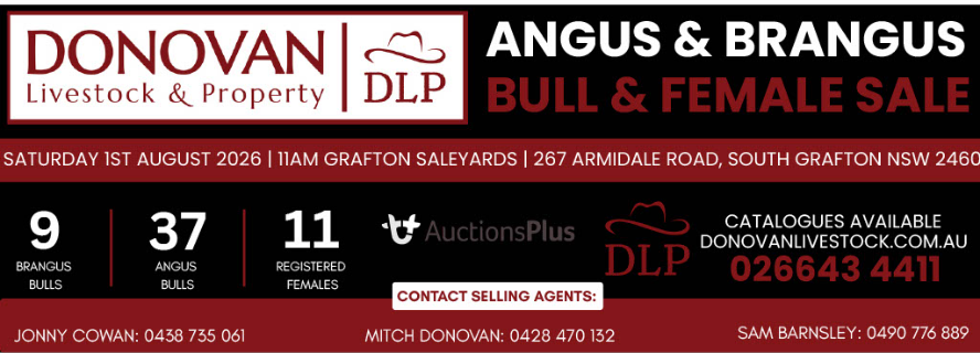 Lot 31 · COOLARMAGH VITO V28 (Coolarmagh Angus)