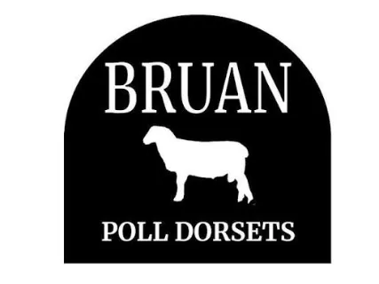 Lot 26 - BRUAN-250202 | AuctionsPlus