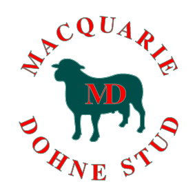 Macquarie Dohne Stud