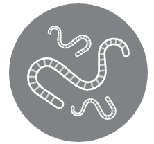 Worm Resilience