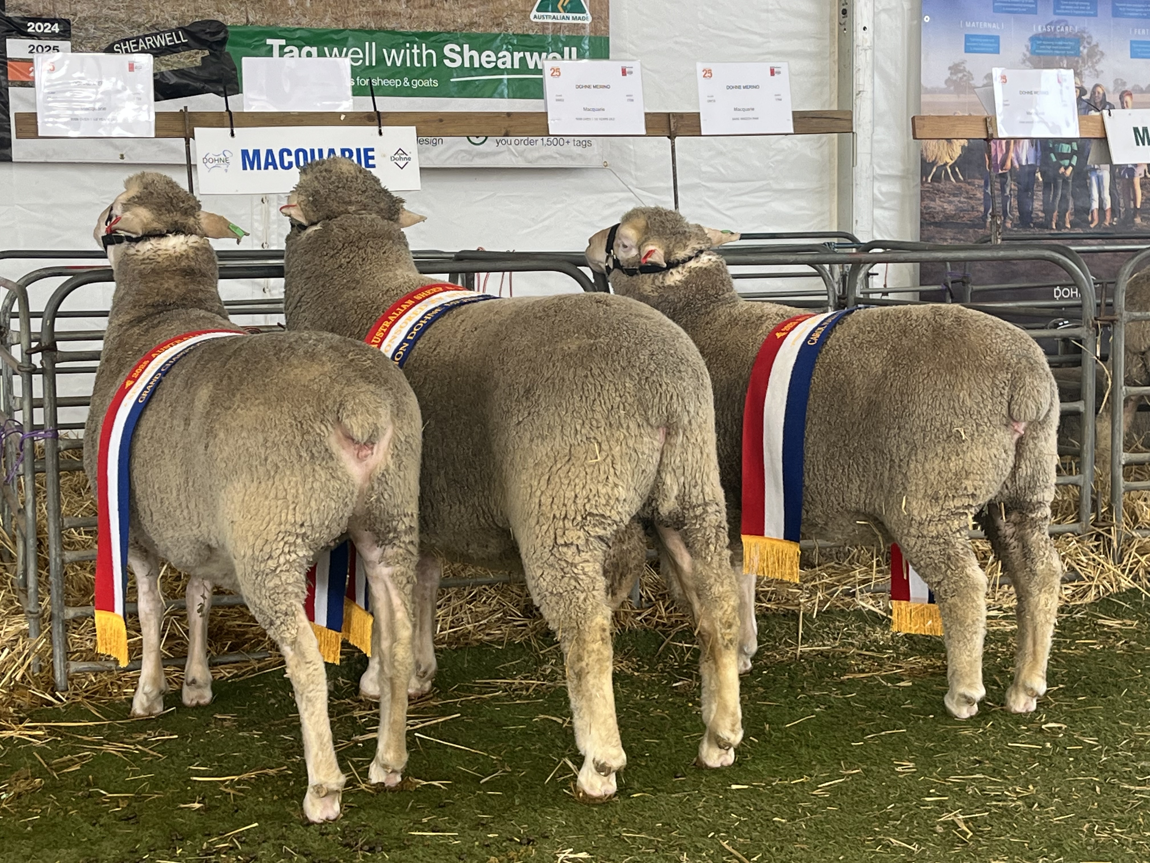 To breed balanced, productive and commercially profitable Dohne Merinos, combining superior wool quality, early growth rates, carcase performance, fertility and adaptability.