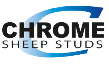 Chrome Sheep Studs